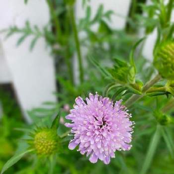 宿根草の庭の画像 by cogihimeさん | 小さな庭とスカビオサと花のある暮らしとペレニアルガーデンと宿根草の庭と旭川