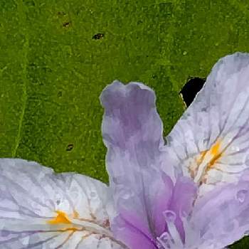 雨上がりの画像 by moonさん | お出かけ先とヒメシャガと雨上がりと初夏へと散歩と秋保大滝植物園と紫の花