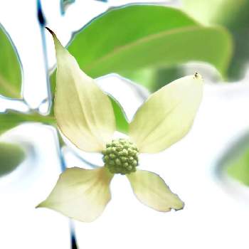 優しい花の画像 by yamatotoさん | ヤマボウシ＊とそよそよとと優しい花と花木と5月の風にと爽やかと花のある暮らしとミズキ科ミズキ属