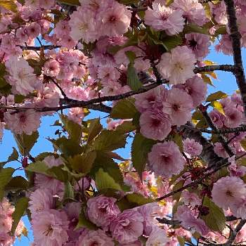 八重桜の画像 by charkunさん | お出かけ先と八重桜と桜 さくらとピンク色と癒しと釧路八重桜♡とさくら 桜 サクラと釧路八重と桜(さくら)リレーと可愛いと北海道と北海道の自然とさくらとお出かけ先にて