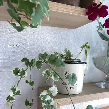 グレコマ,花のある暮らし,綺麗だね〜☆,ruru*,窓辺の画像