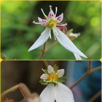 ハルユキノシタの投稿画像一覧 Greensnap グリーンスナップ ハルユキノシタの投稿画像一覧 Greensnap グリーンスナップ