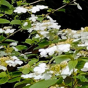 雨上がりの画像 by moonさん | お出かけ先とヤブデマリと雨上がりと検索結果はいかに？と初夏へと散歩と秋保大滝植物園と白い花