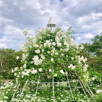 平塚花菜ガーデンの画像 by YUKARINさん | お出かけ先と白い花とつるバラと平塚花菜ガーデンと花菜ガーデン