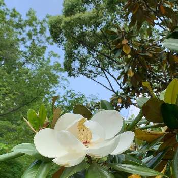 白いお花の画像 by そらもようさん | お出かけ先とタイサンボクとタイサンボク 花と大高緑地公園と植物大好きと白いお花としろい花と青空