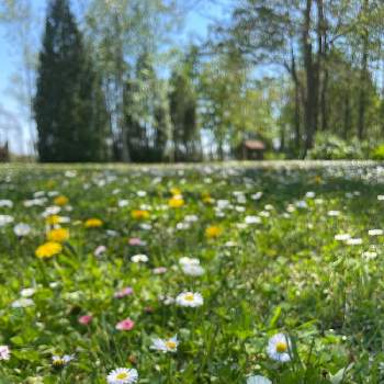 春のお花の画像 by tomoさん | タンポポとデイジーと春のお花と花の群生地フォトコンと銀河庭園と季節の花と北海道からとえこりん村と恵庭市と緑の草原