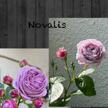 薔薇 ノヴァーリスの画像 by コスモスラブさん | 小さな庭と薔薇 ノヴァーリスと薔薇カインダーブルーと日陰庭
