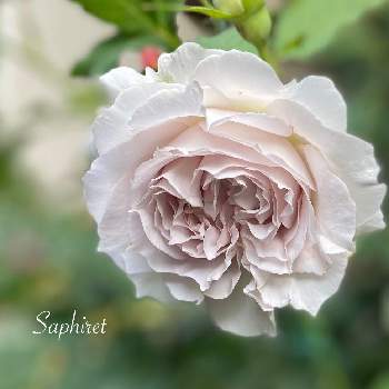 バラ サフィレットの画像 by kyonekoさん | 小さな庭とバラ サフィレットとバラはいいなぁと薔薇愛同盟とナチュラルすぎるガーデンとバラ大好きとナチュラルガーデンとおうち園芸とバラ 鉢植えと河本ローズと可愛いと花のある暮らしとバラ・ミニバラとロザリアン