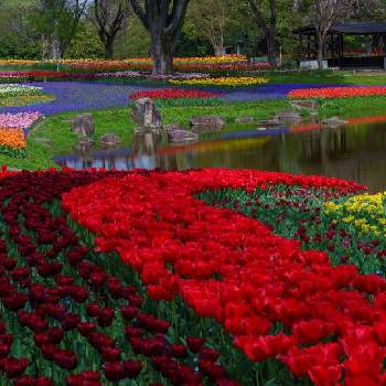 昭和記念公園の画像 by zutchyさん | お出かけ先と昭和記念公園と チューリップとGreenSnapmarcheと花のある暮らしとGREEN UP!