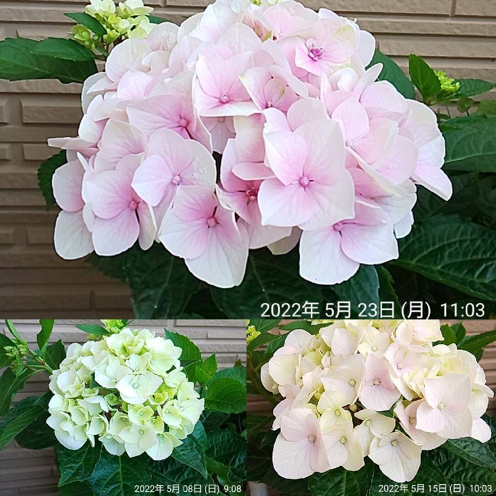 紫陽花 コットンキャンディの投稿画像 By こまーしゃるさん 鉢植えと紫陽花 アジサイ あじさいと花色が変化するとバルコニー ベランダとあじさい フォトコンテスト22と鉢植えと紫陽花 アジサイ あじさいと花色が変化するとあじさいフォトコンテスト22 22月5月24日