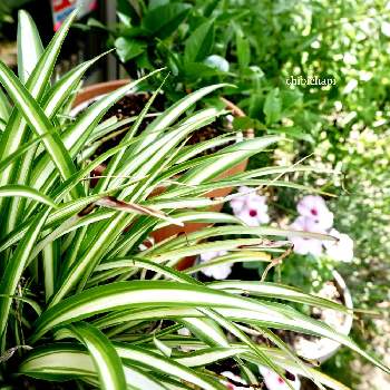 葉っぱの画像 by chibichapiさん | 小さな庭とオリヅルランと観葉植物と植物のある暮らしとありがとう♡と葉っぱとおうち園芸と植中毒とガーデニングと花のある暮らし