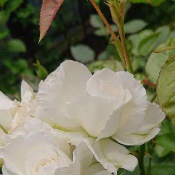 薔薇　アンナプルナの画像 by ぐりんさん | 小さな庭と薔薇　アンナプルナ