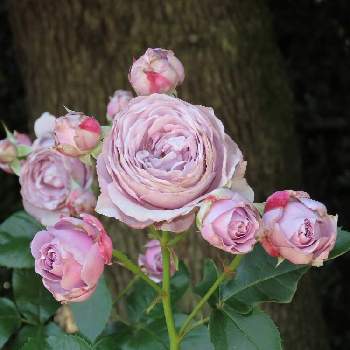 薔薇 ノヴァーリスの画像 by corotさん | お出かけ先と薔薇 ノヴァーリスとなばなの里バラ園