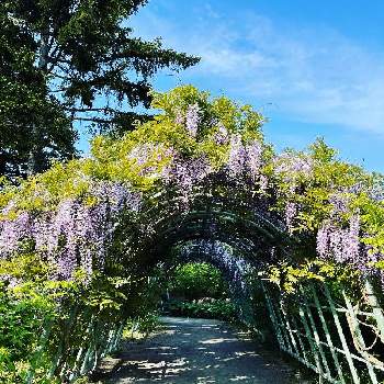 藤の花の画像 by nanana-3さん | お出かけ先と藤の花とすごーいと素敵✨✨とありがとう♡とお散歩と綺麗✨✨と札幌百合が原公園と喜び