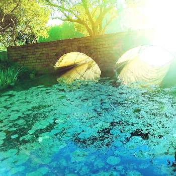 都立水元公園の画像 by m＆oさん | お出かけ先と以前撮った写真と朝の散歩道と都立水元公園とめがね橋で