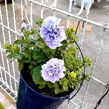 夏の花の画像 by ウーゲデールさん | フェンスとブルーと心落ち着くと紫色の花と夏の花と美しいとペチュニア☆とかわいいと神秘的と夏色