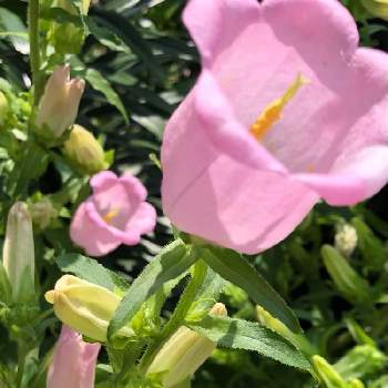 かわいいお花の画像 by junさん | 広い庭とガーデニングとピンクの花とかわいいお花と元気に育ててますよ