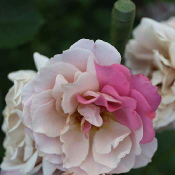 バラ いおりの画像 by akikoroseさん | バラ いおりと和バラとマイガーデンと差し色と毎日ローズショー