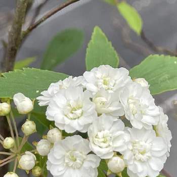 コデマリ　八重咲きの画像 by ソラナムさん | 小さな庭と八重咲きコデマリとコデマリ❇︎とコデマリの花とはなのある暮らしとコデマリ　八重咲きと小さなはなとコデマリ♡とはなのあるくらし