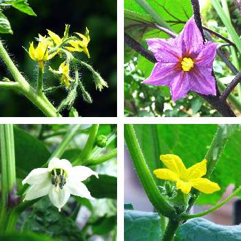 トマト,キュウリ,ナス,ピーマン,庭の花の画像
