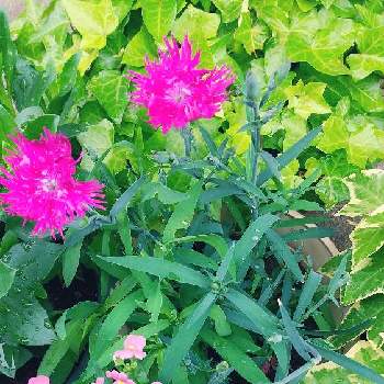 癒される♡の画像 by スイトピー好きさん | 小さな庭とナデシコと春のお花と癒される♡と切り花を楽しむとピンク系のお花と花びらが可愛い