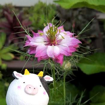ニゲラの花の画像 by みちゃさん | ニゲラとニゲラの花と花好きさんと繋がりたいとニゲラ大好きと三重県と24日は牛の日とお花とニゲラ☘️と牛の日とピンクの花とピンクのお花