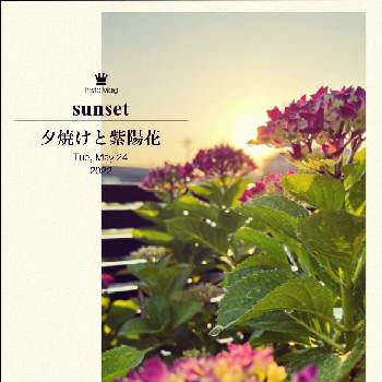 まだまだ咲くよの画像 by tomokoさん | 紫陽花 ピンクとまだまだ咲くよと夕陽を浴びてと癒されると紫陽花咲いた