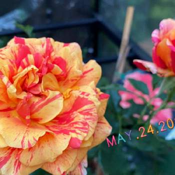 黒ニャンコ隊の画像 by りんさん | 小さな庭と黒ニャンコ隊とばら バラ 薔薇とおうち園芸と小さな小さな庭と花のある暮らしと季節とバラを楽しむ