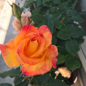 リオサンバの画像 by yuiさん | 小さな庭とリオサンバとガーデニングとバラ 鉢植えとばら バラ 薔薇