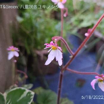 もけもけの画像 by あおい32さん | 小さな庭と八重咲きユキノシタとユキノシタと千葉県ともけもけと八重咲きとガーデニングとお花