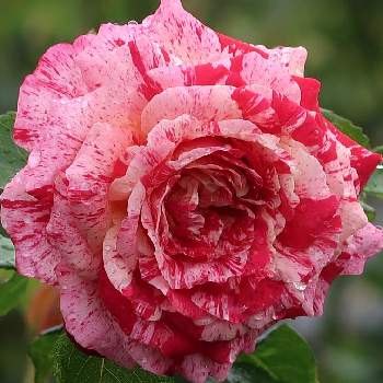 皆様に感謝の画像 by サワーポメロさん | ばら バラ 薔薇と近くの公園と素敵な庭に✨と皆様に感謝と朝の散歩とトイトイトイ！と花のある暮らし