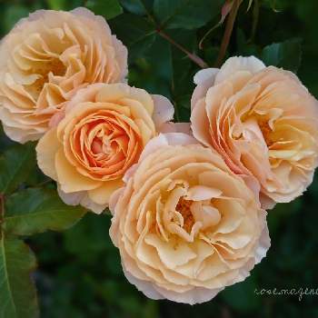 ロザリアンの画像 by rose.magentaさん | バルコニー/ベランダとバラ 風香とお気に入り♡とバラのある暮らしとナチュラルガーデンとバラ 鉢植えと花のある暮らしといやされると薔薇♪とバラ・ミニバラとロザリアンとベランダでバラを♬とバラを楽しむと綺麗だなぁと咲いた！