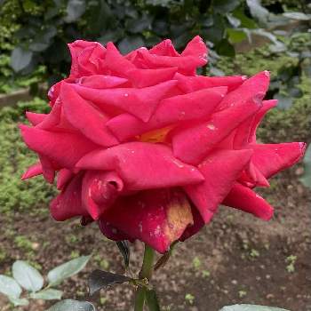 バラ クレオパトラの投稿画像一覧 Greensnap グリーンスナップ