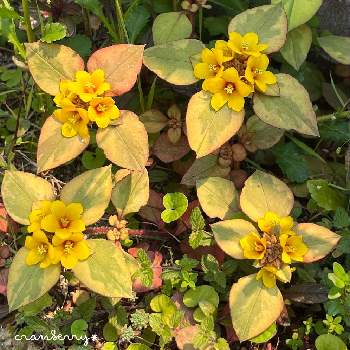 黄色の花の画像 by cranberry*さん | 小さな庭とリシマキア・リッシーと リシマキア リッシーと挿し木と植えっぱなしと癒されると黄色の花と斑入り葉っぱと花のある暮らし