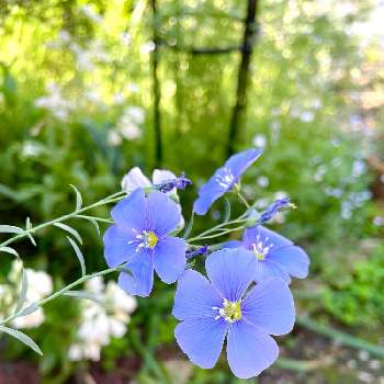 目に優しいの画像 by コキリさんちの庭 ②さん | 小さな庭とペレニアルフラックスとチームブルーNo.69と青い花とその葉を写そう！2022とお気に入り♡とこんな時こそ花をとコロナに負けるな！とGSに感謝。と初夏の訪れと花のある暮らしとふんわり優しい色と青い花マニアとチーム・ブルーと目に優しい