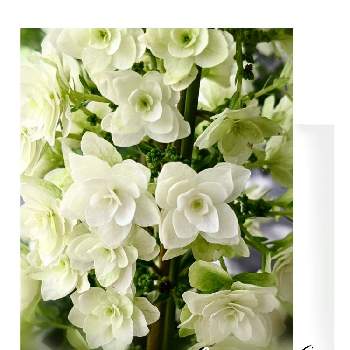 グリーングリーン♪の画像 by ❖アジサイさん | バルコニー/ベランダとプレゼントと狭いベランダとグリーングリーン♪と花のある暮らしと白い花と小花好きと鉢うえ