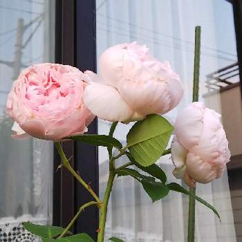 セントセシリアの投稿画像一覧 Greensnap グリーンスナップ