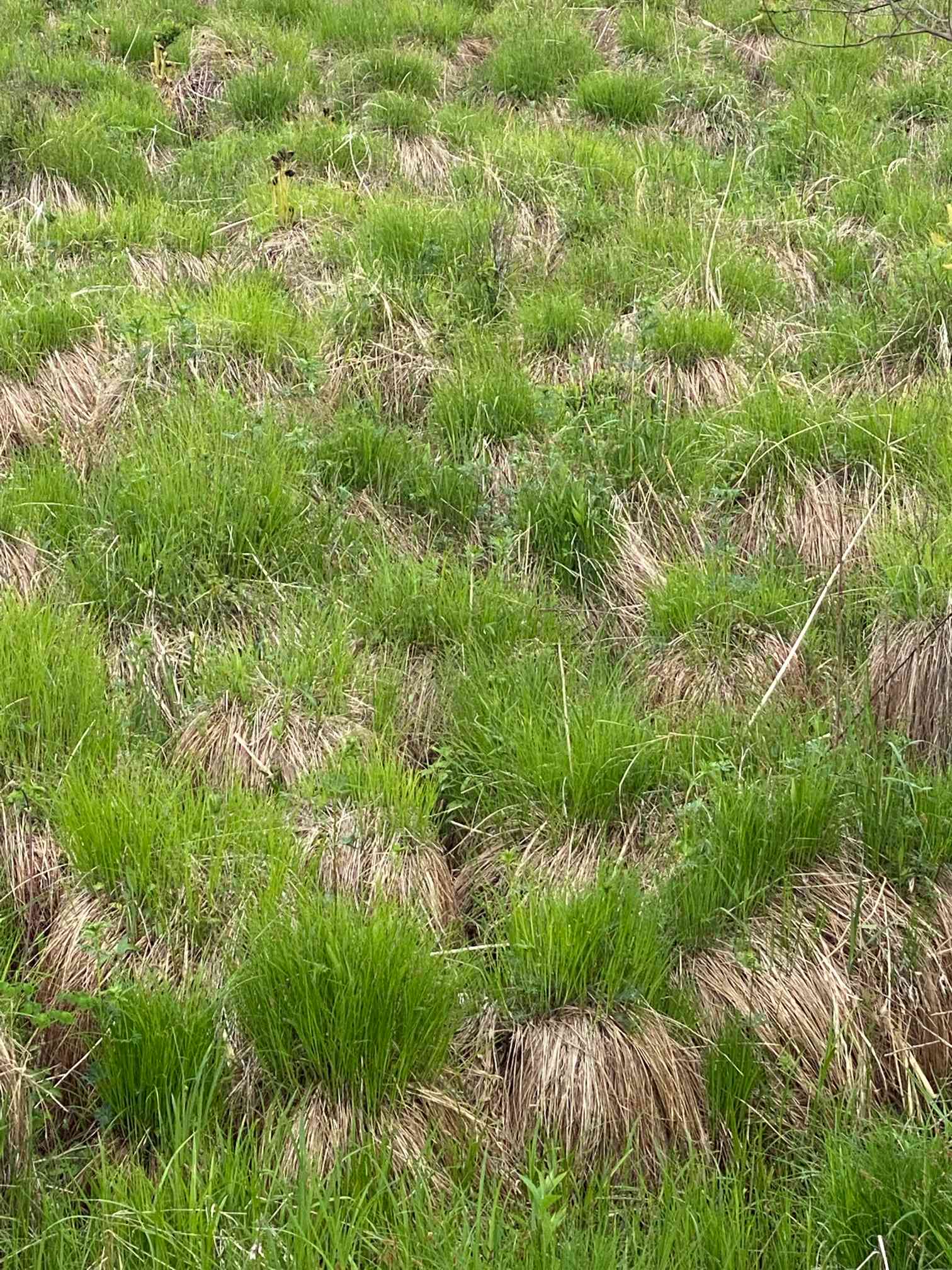 やちぼうず（谷地坊主）の一覧｜🍀GreenSnap（グリーンスナップ）