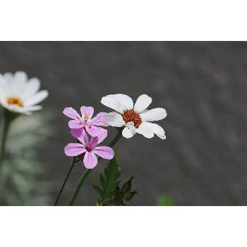 OLYMPUS　OM-1の画像 by 我楽多さん | 小さな庭とゲラニウムとローダンセマムとOLY 40-150mm F2.8 ProとOLYMPUS　OM-1と箱庭に咲く花5月