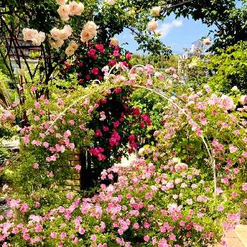 休日の画像 by Keiさん | お出かけ先とばら バラ 薔薇と休日とつるバラロココと薔薇の庭と休日を楽しむ♪と広島と繋がりに感謝✨