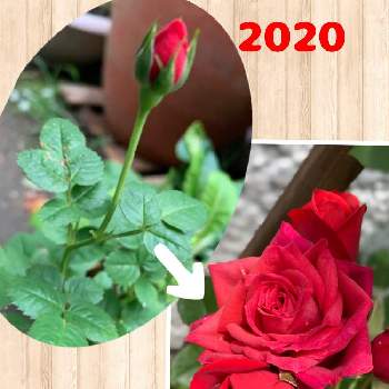 ミニバラ,薔薇好き,2年目,花壇,GS日和の画像