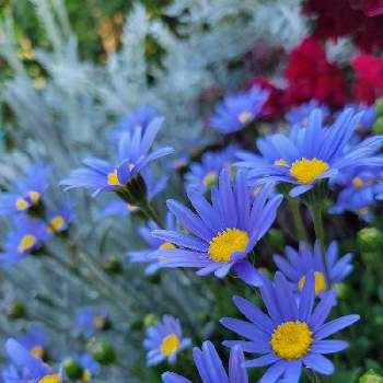 夏の花の画像 by Mashmash☕︎さん | 小さな庭とブルーデージーと植物のある暮らしと花と緑のある暮らしと寄せ植えと青い花と夏の花と小さい花と花のある暮らし