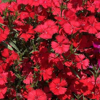 真っ赤な火曜日の画像 by ハニーレイさん | 小さな庭と赤い花と地植えとセキチク❗️と真っ赤な火曜日