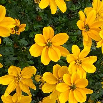 ビタミンカラー✨の画像 by ふみくむさん | お出かけ先とビデンスゴールデンエンパイアと散歩道♪と可愛い花と黄色い花とビタミンカラー✨と大好き♡︎ʾʾ