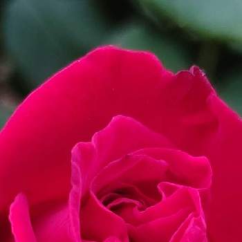 光輝く花の画像 by ❦THE HERMIT❦さん | お出かけ先とバラと薔薇と金曜日の蕾たちと光輝く花と赤朱紅と刹那さと癒されとマクロ撮りと元気❗❗と本来の色と秘密のpicと大好きな花とヒカリと風の中