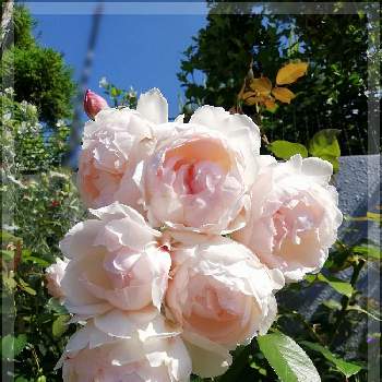 オレンジ系大人気の薔薇中毒様専用 バラ 挿し木 植物 観葉植物 インテリア 住まい 小物オレンジ系 9 999 Ugel03 Tno Gob Pe