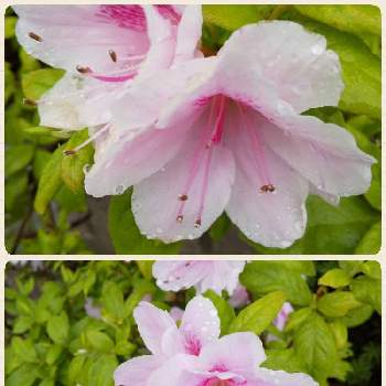 ピンクは大好きな色〜♡の画像 by ノッコちゃんさん | 小さな庭とツツジと大切な癒やしと可愛い❤とおきにいり ♡と大好きなお花♡とピンクは大好きな色〜♡とお花畑    と♥︎すてき♥︎と花のある暮らしと淡いピンク