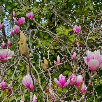 紅木蓮,春のお花,長岡京市,カラフル,ピンクの花の画像
