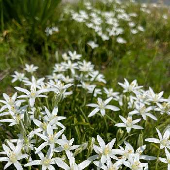 白いお花の画像 by 鯉太郎さん | オオアマナとお庭と白いお花