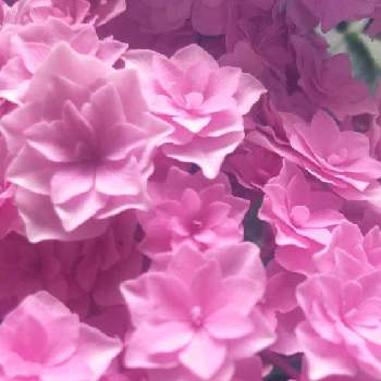 感謝の画像 by happy roseさん | バルコニー/ベランダと介護と感謝と紫陽花好きと優しさありがとうとおうち園芸と穏やかな心とRosemiとピンクのお花と癒されてと花いろいろと君も花が好きなのかと可愛いと花のある暮らしと押し花と楽しい時間